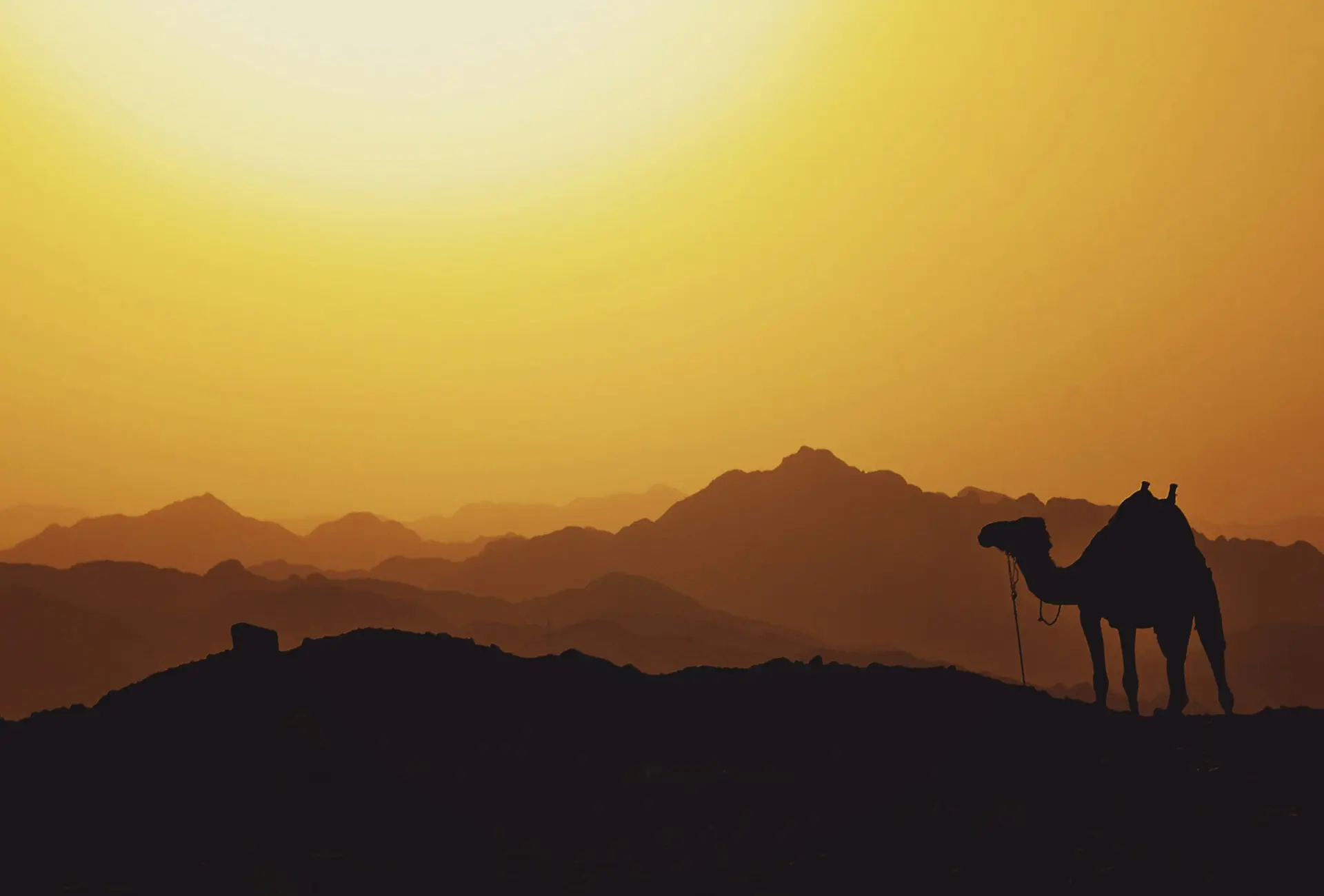 Camel In Desert